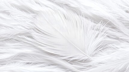 White feathers background texture; soft, light, airy, delicate; design element