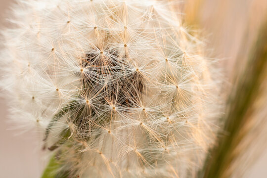 An extreme close-up of a dandelion seed head.