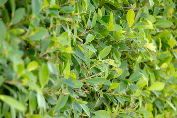 close-up of a dense green hedge, creating a natural wall of vibrant foliage.