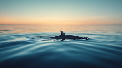 Fototapeta premium Fin of dolphin breaks through tranquil waters at sunset, creatin