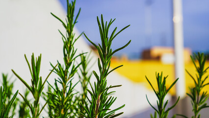 A close-up of a rosemary plant in a pot. The plant has vibrant green leaves and is growing against...