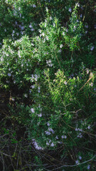 A dense thicket of rosemary plants is bathed in sunlight, showcasing its vibrant green foliage and delicate purple flowers. The image evokes a sense of the Mediterranean, nature, and the beauty
