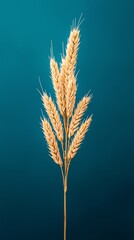 A close-up of golden wheat stalks against a vibrant teal background, highlighting the texture and beauty of nature.