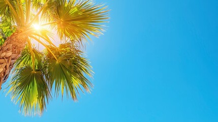 Obraz premium Vibrant Palm Tree Leaves against a Sunny Blue Sky Summer Vacation Background