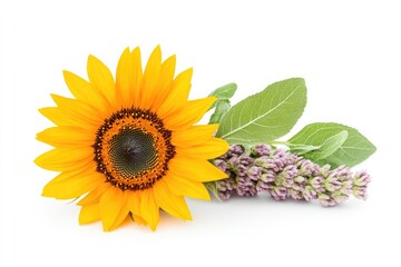 Vibrant sunflower and delicate lavender sprig arranged elegantly on a clean white background
