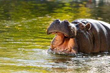 Portrait of a Hippo. Hippopotamus amphibius.