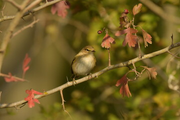 Common Chiffchaff  - (Phylloscopus collybyta) 