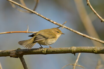 Common Chiffchaff  - (Phylloscopus collybyta) 