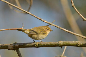 Common Chiffchaff  - (Phylloscopus collybyta) 