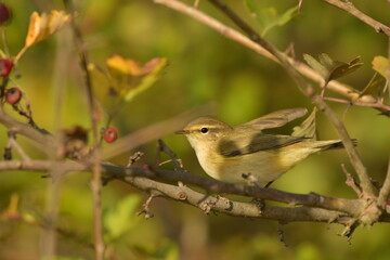 Common Chiffchaff  - (Phylloscopus collybyta) 
