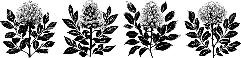 Australian Banksia flower vector illustration stencil design