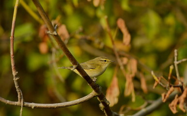 Common Chiffchaff  - (Phylloscopus collybyta) 
