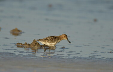 Curlew Sandpiper  - (Calidris ferruginea) 