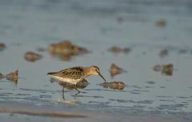 Obraz premium Curlew Sandpiper - (Calidris ferruginea) 