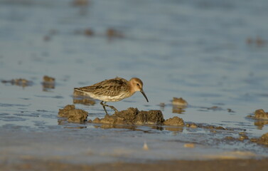 Curlew Sandpiper  - (Calidris ferruginea) 