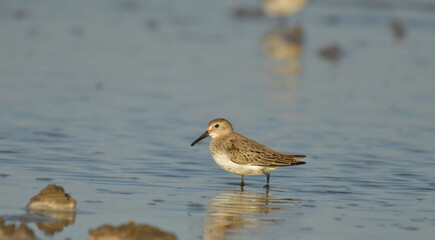 Curlew Sandpiper  - (Calidris ferruginea) 