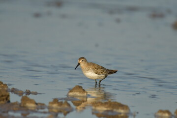 Curlew Sandpiper  - (Calidris ferruginea) 
