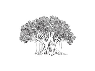 Banyan tree vector art, Hand drawn ancient tree illustrations
