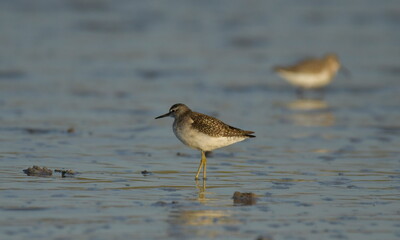 Marsh sandpiper -  (Tringa stagnatilis) 