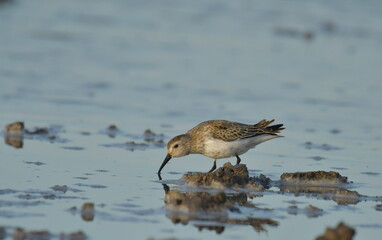 Curlew Sandpiper  - (Calidris ferruginea) 