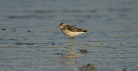 Marsh sandpiper -  (Tringa stagnatilis) 