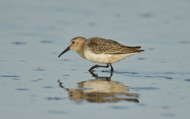 Curlew Sandpiper  - (Calidris ferruginea) 