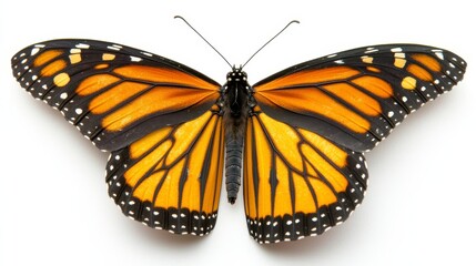 Fototapeta premium Vibrant Monarch Butterfly Wings Detailed Close up Orange Black Insect Nature Photography