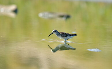 broad-billed sandpiper (Limicola falcinellus)