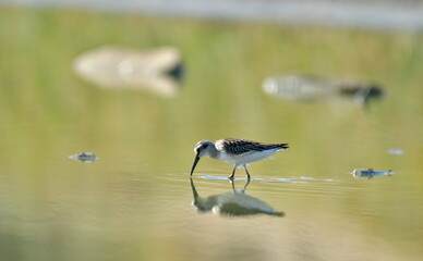 broad-billed sandpiper (Limicola falcinellus)