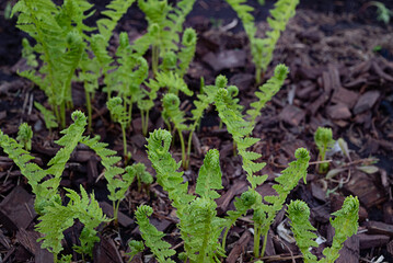 Ferns emerging in a spring garden with rich soil and mulch enhancing natural growth in a serene outdoor setting