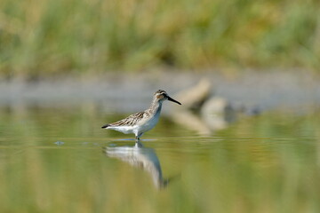 broad-billed sandpiper (Limicola falcinellus)