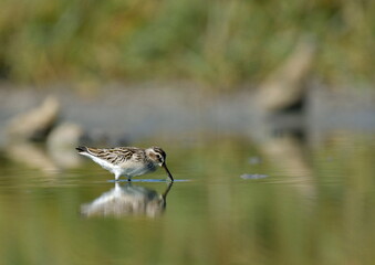 broad-billed sandpiper (Limicola falcinellus)