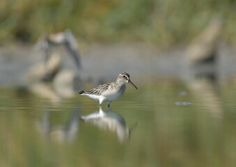 broad-billed sandpiper (Limicola falcinellus)