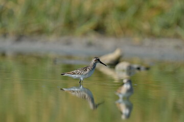 broad-billed sandpiper (Limicola falcinellus)