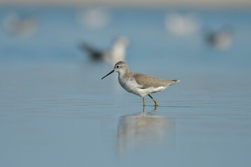 Marsh sandpiper (Tringa stagnatilis) 