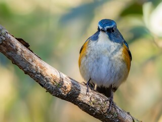 森の中で枝に留まって周りを見渡しているルリビタキの雄