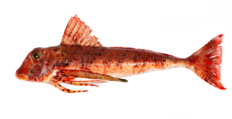 Piper gurnard , Trigla lyra, isolated on white, side view