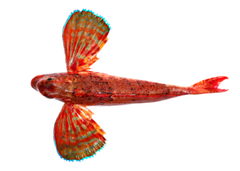 Piper gurnard , Trigla lyra, isolated on white, top view