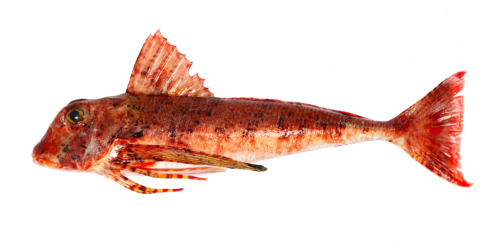 Piper gurnard , Trigla lyra, isolated on white, side view