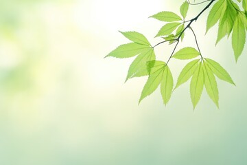 Obraz premium Fresh green maple leaves gently swaying in a soft breeze against a blurred, serene background