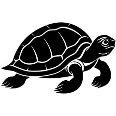 turtle, tortoise, animal, reptile, shell, isolated, slow, nature, wildlife, pet, white, wild, cute, old, walking, testudo, amphibian, scale