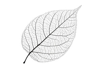 Isolated Dark Skeleton Leaf