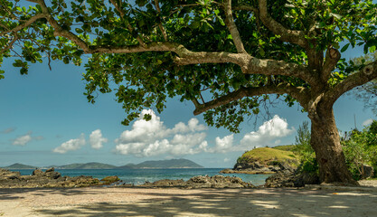 Beautiful tree seen from the São Matheus Fort, in sea freight, located in Cabo Frio, Rio de Janeiro, Brazil.