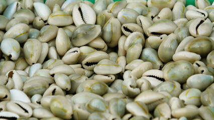 White small seashells are piled up