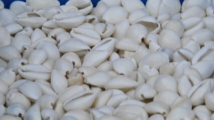 White small seashells are piled up