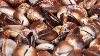 Brown seashells are piled up