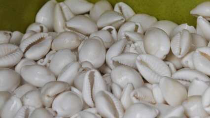 White small seashells are piled up