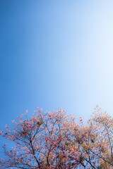 The cherry blossoms that bloom in early Thailand.