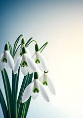 Snowdrop flowers closeup image isolated on blue background
