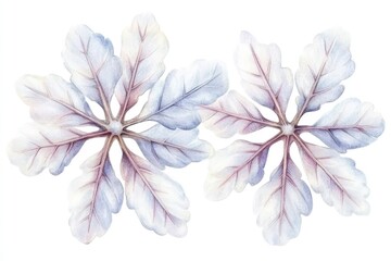 Two delicate, translucent leaves with intricate veining, set against a white background, ideal for botanical illustrations